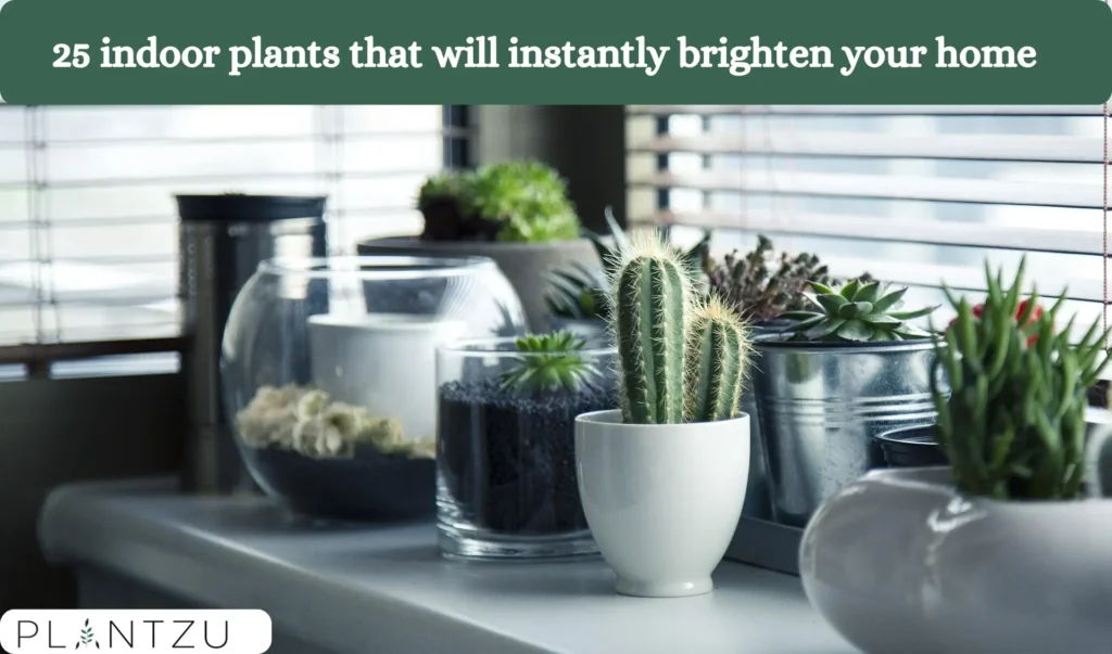 25 Indoor Plants That Will Instantly Brighten Your Home