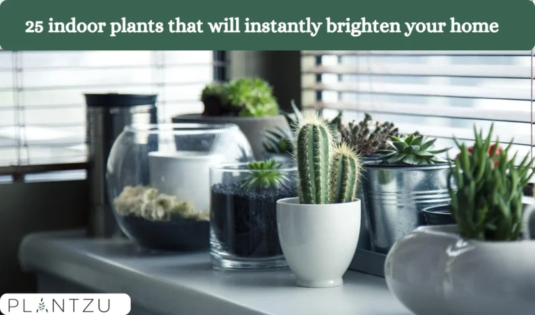 25 Indoor Plants That Will Instantly Brighten Your Home