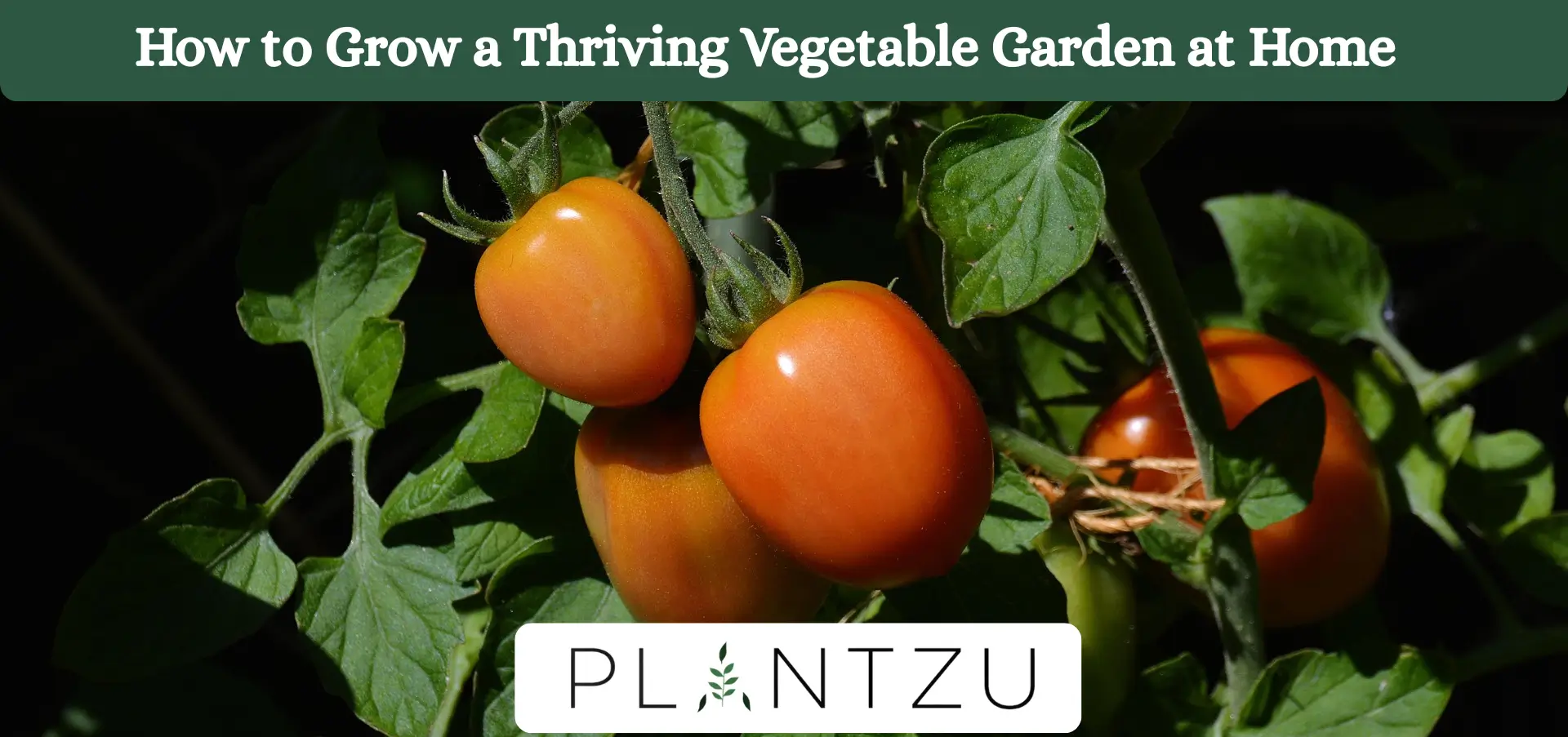 How to Grow a Thriving Vegetable Garden at Home