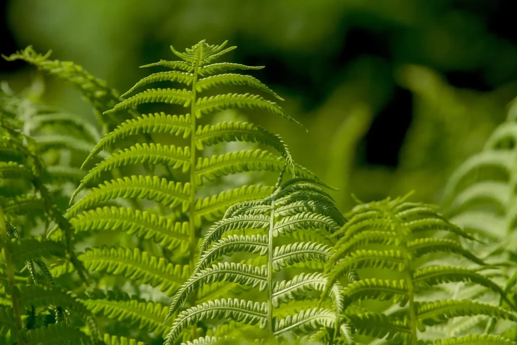 5598375 ferns 3378058 1920