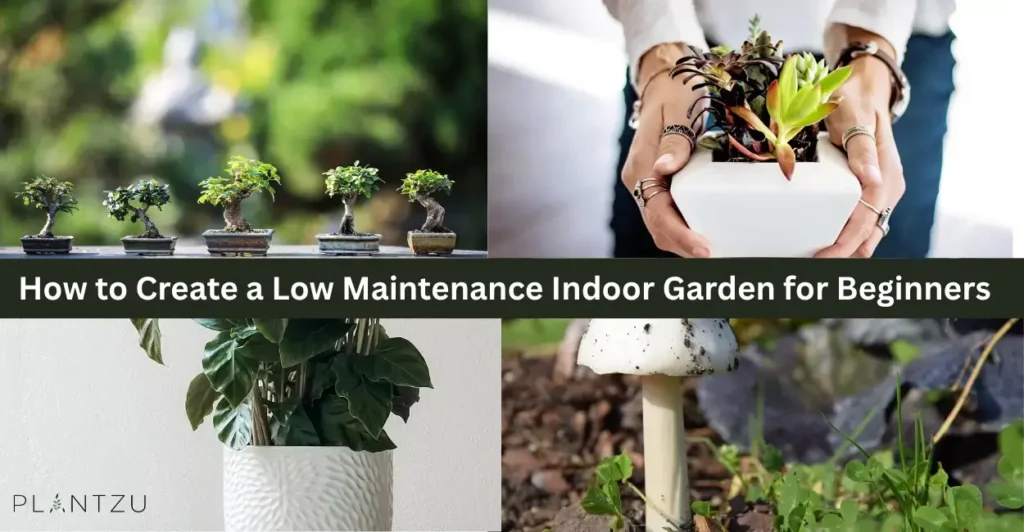 How to Create a Low Maintenance Indoor Garden for Beginners