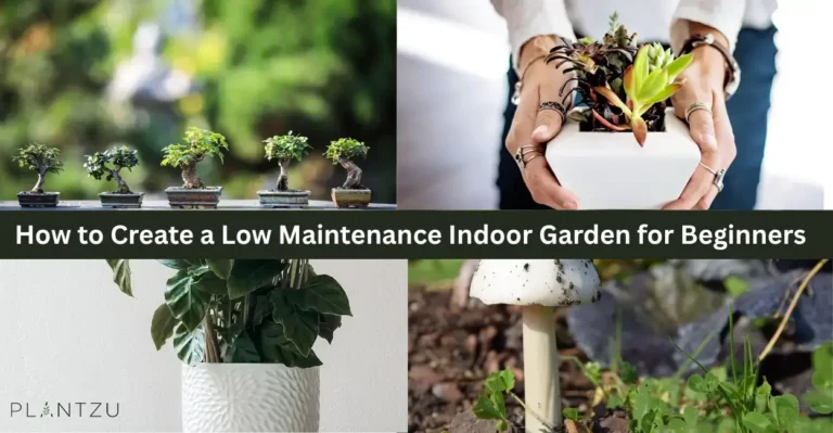 How to Create a Low Maintenance Indoor Garden for Beginners