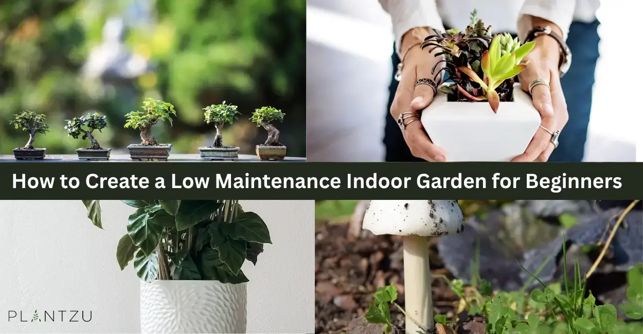 How to Create a Low Maintenance Indoor Garden for Beginners