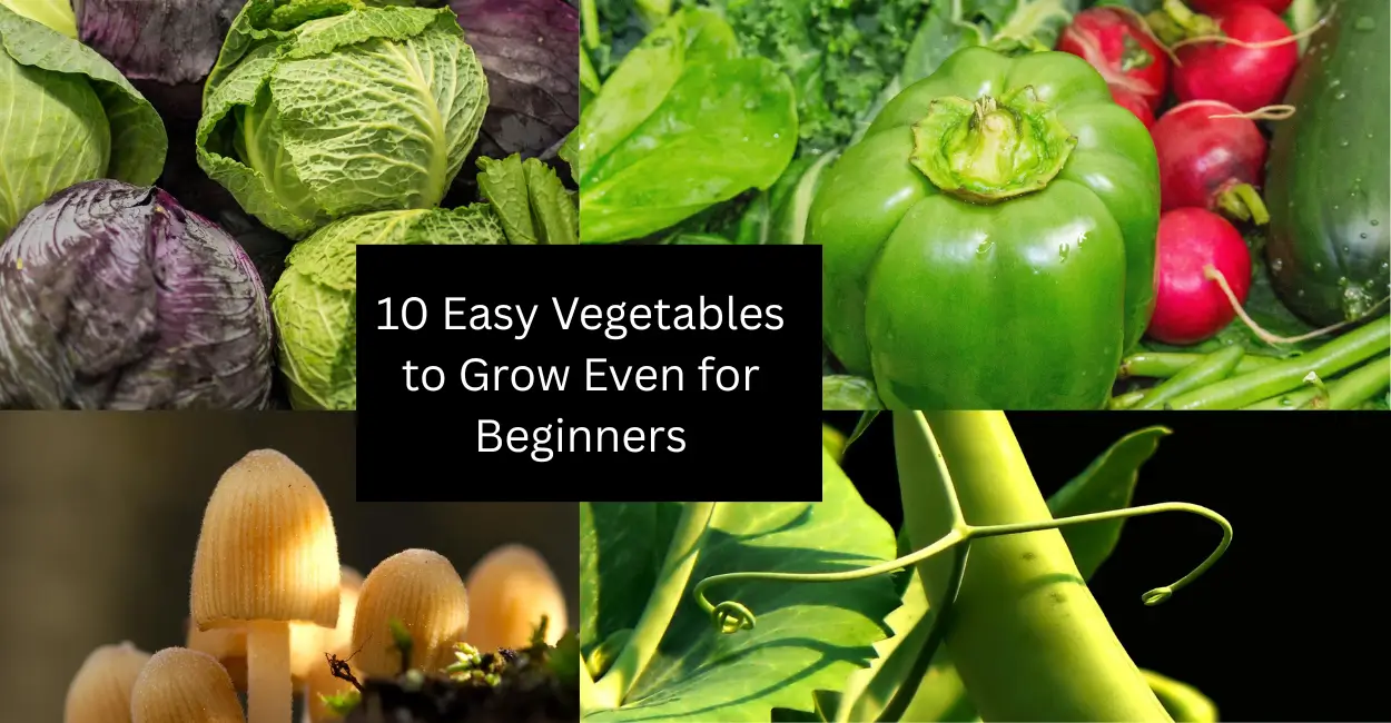 10 Easy Vegetables to Grow Even for Beginners