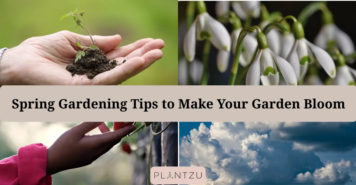 Spring Gardening Tips Spring Gardening Tips to Make Your-Garden Bloom