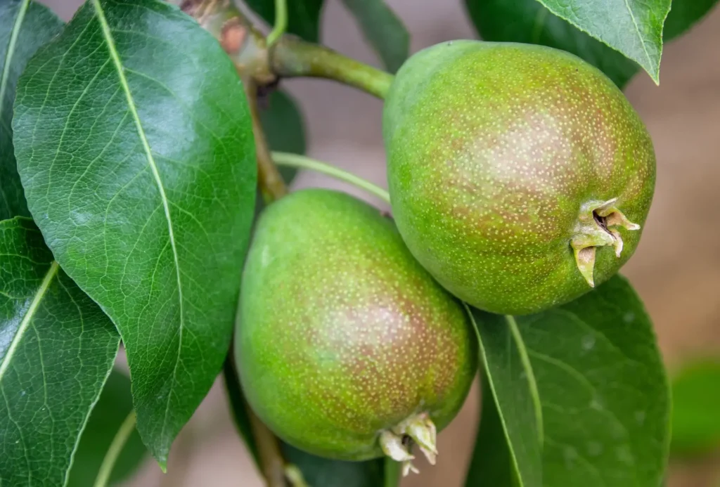 analogicus pear 3519397 1920