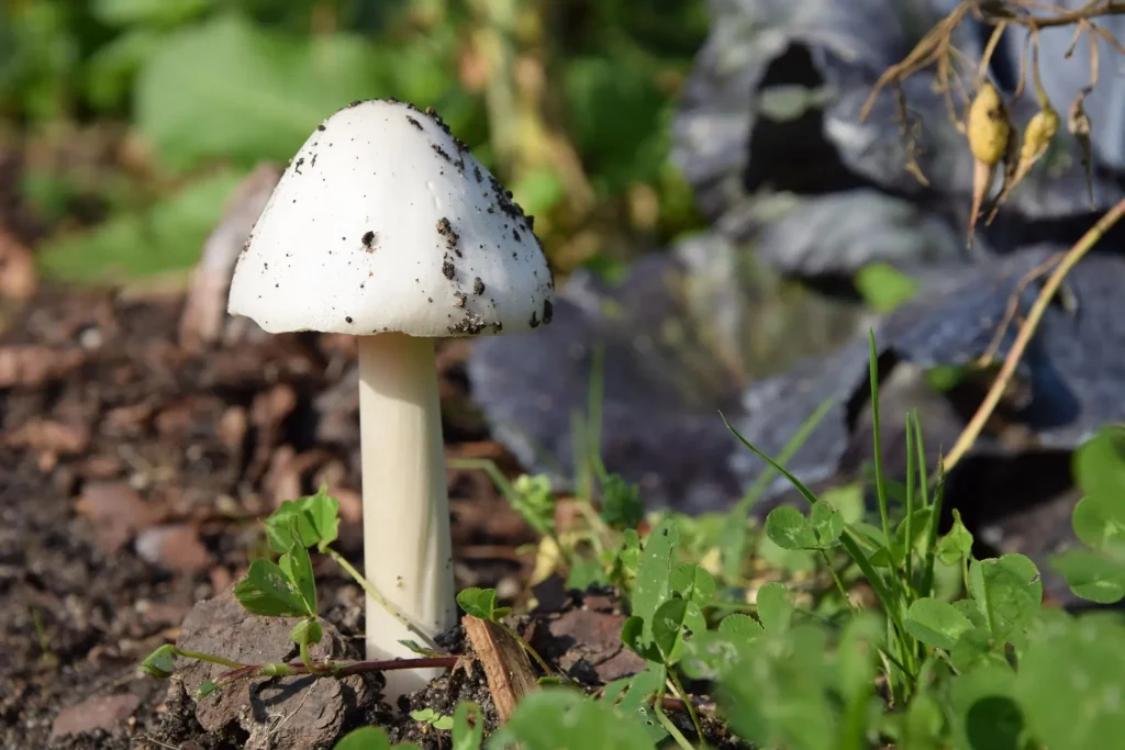 edna mushroom 2809911 1920
