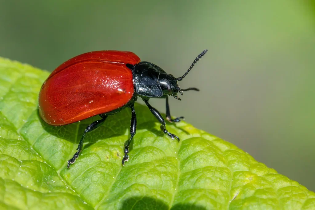 erik karits poplar leaf beetle 8935511 1920