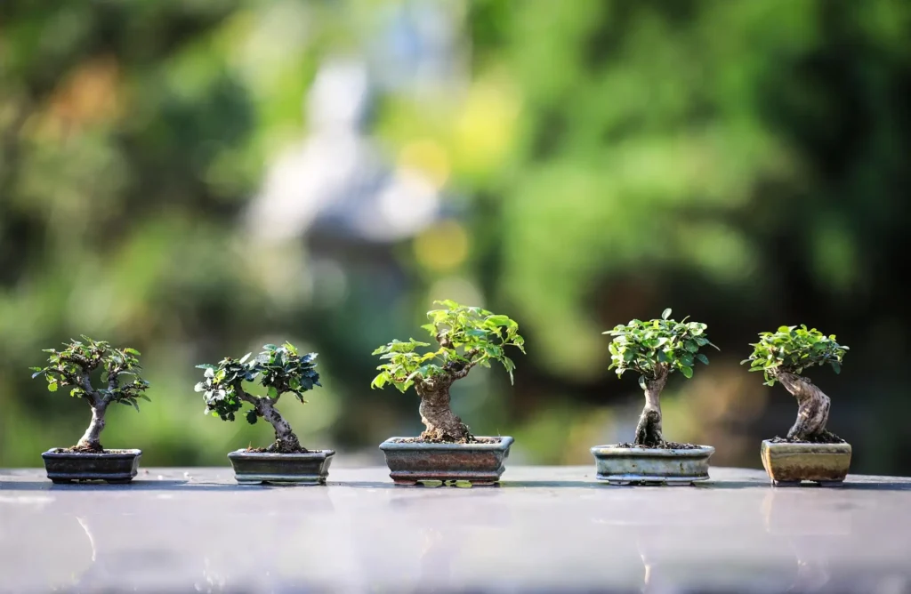 ilonaburschl bonsai 4634225 1920