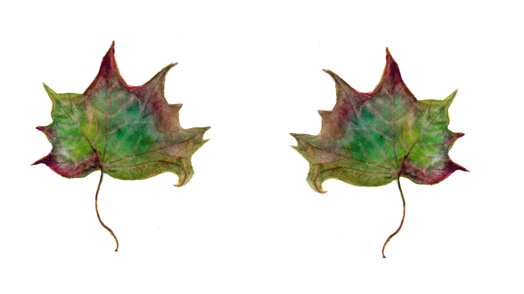 juliacasado1 leaf 889198 1920 1