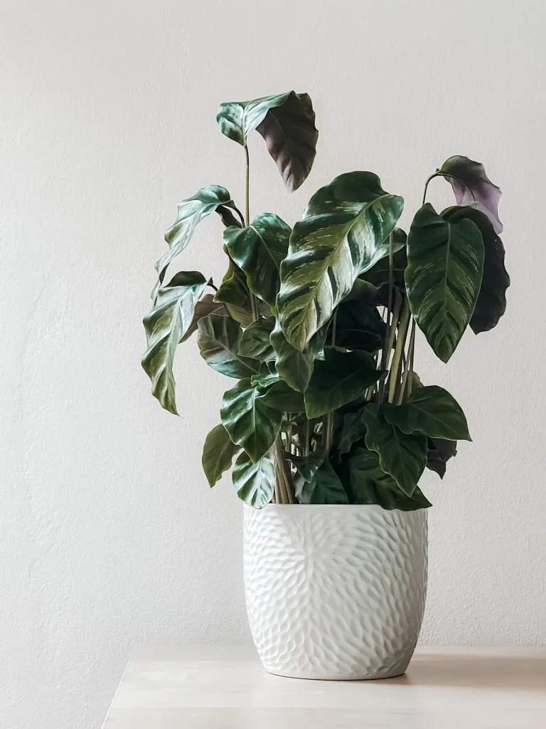 lnitsyk houseplant 7367379 1920