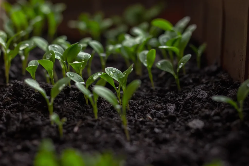 onehundredseventyfive seedlings 7155369 1920