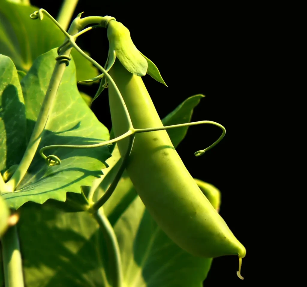 qtree sweet pea 1355929 1920