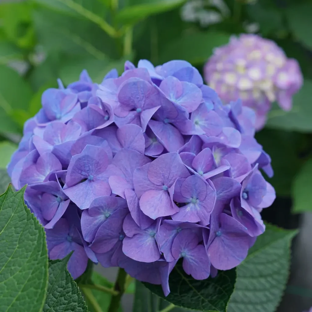 Beautiful Outdoor Flower Plants That Will Make Your Garden Pop Hydrangeas