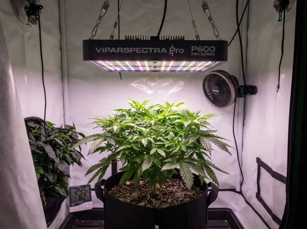 VIPARSPECTRA Pro Series P600
