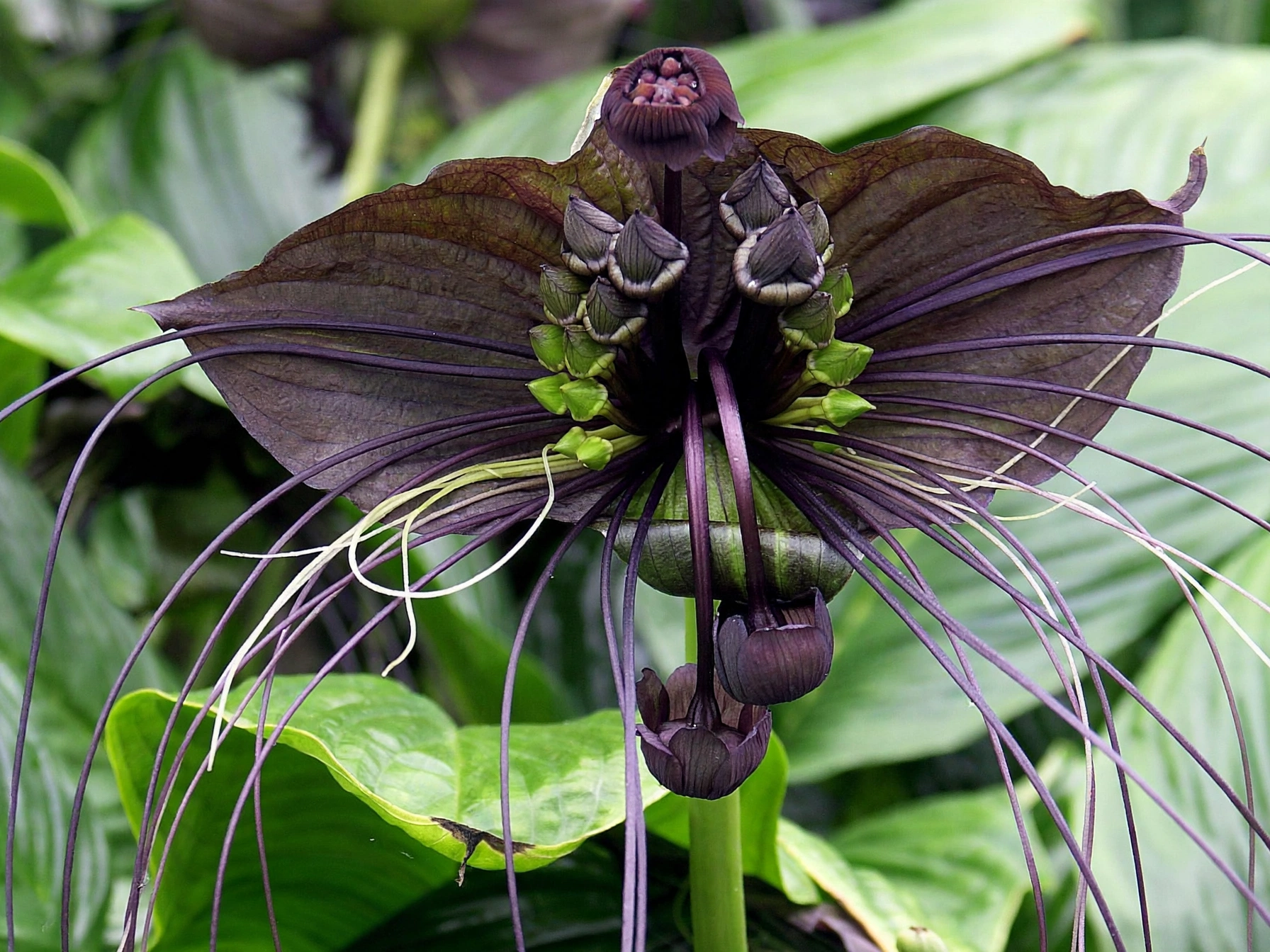 Bat Flower Care: The Spookiest Plant for Halloween Meet the Bat Flower