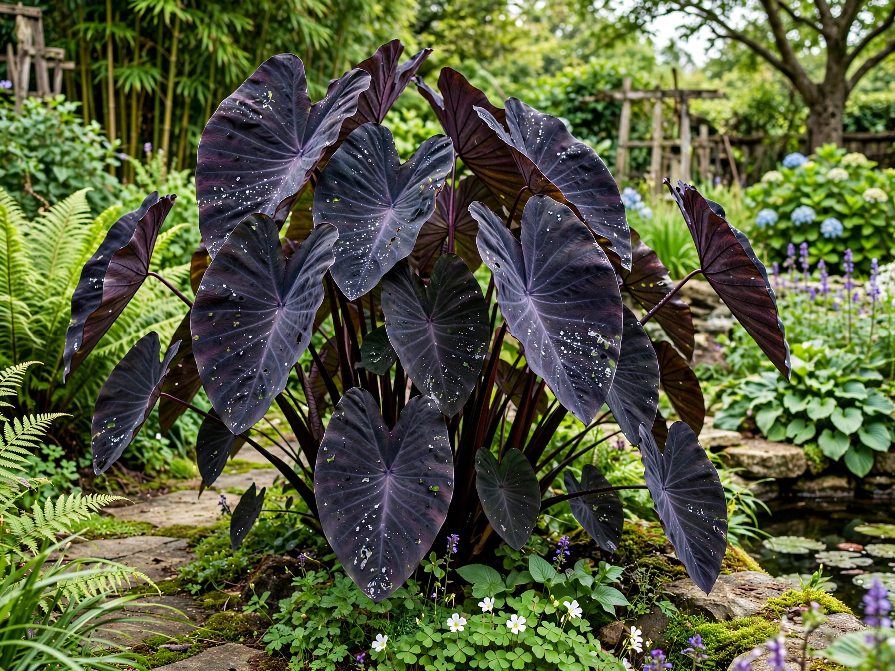 Black Plants for Halloween: 12 Gothic Garden Ideas Black Elephant Ear
