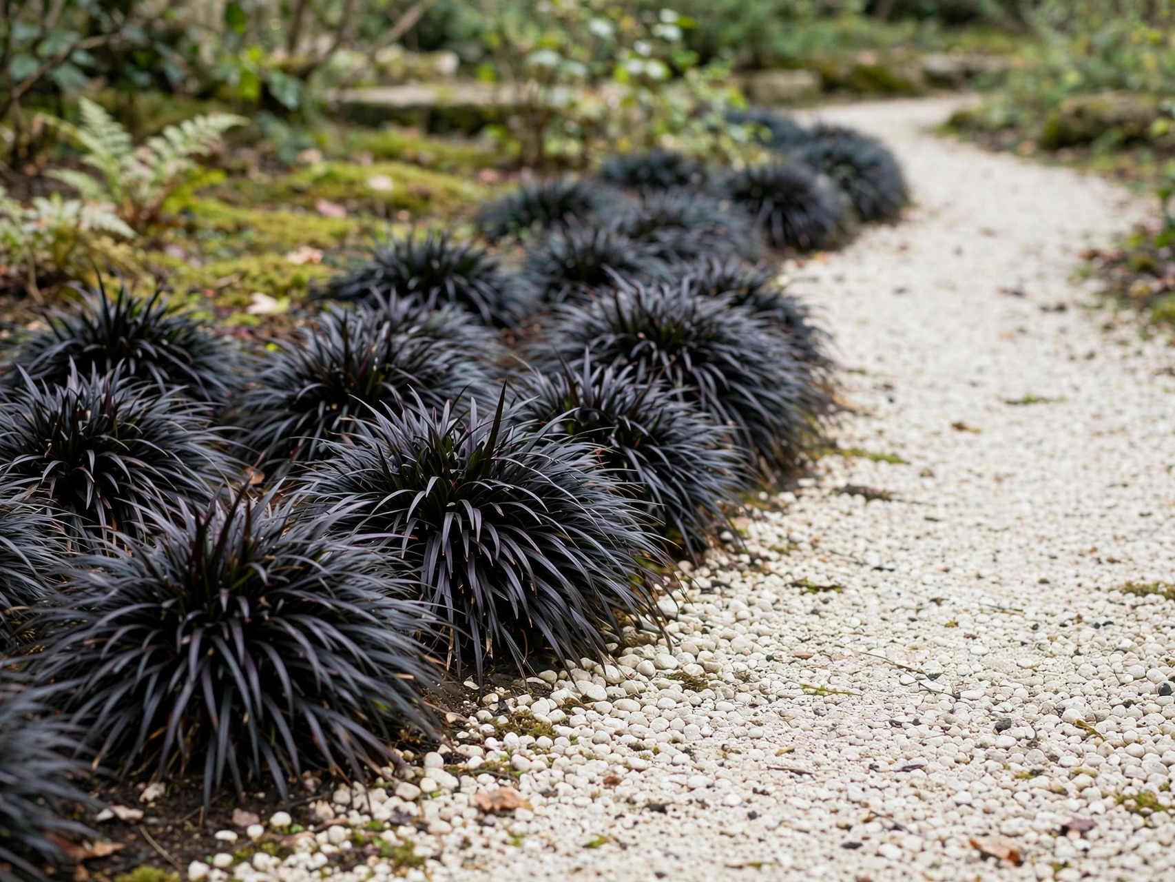 Black Plants for Halloween: 12 Gothic Garden Ideas Black Mondo Grass