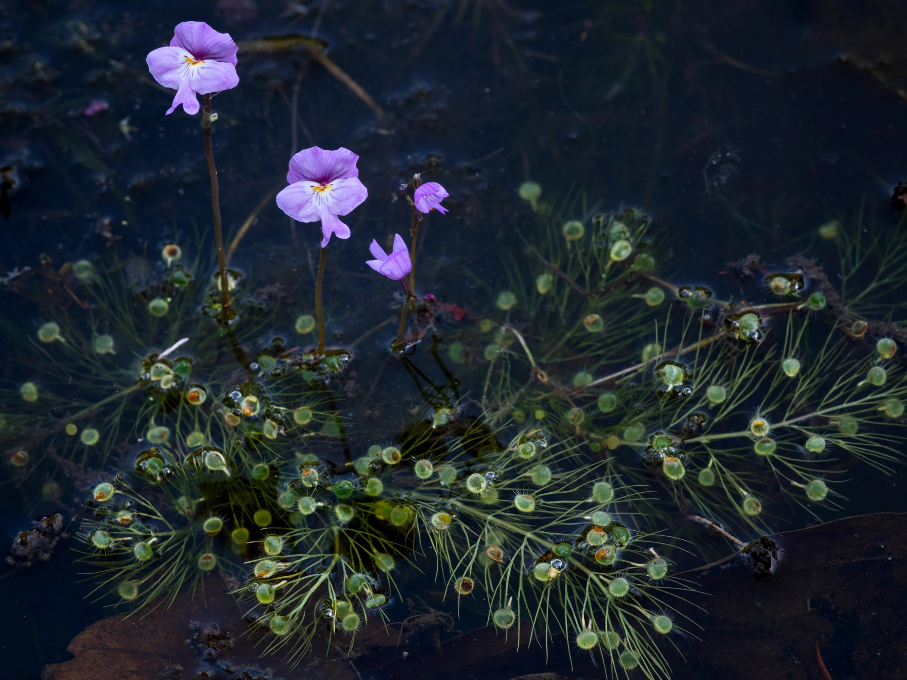Carnivorous Plants: The Creepiest Halloween Houseplants Bladderwort