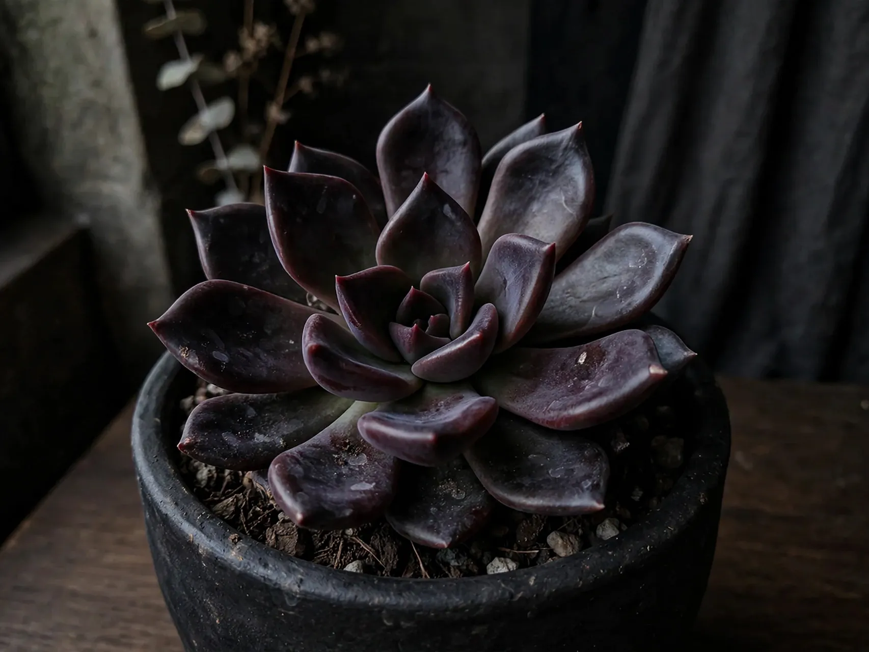 Black Prince Echeveria