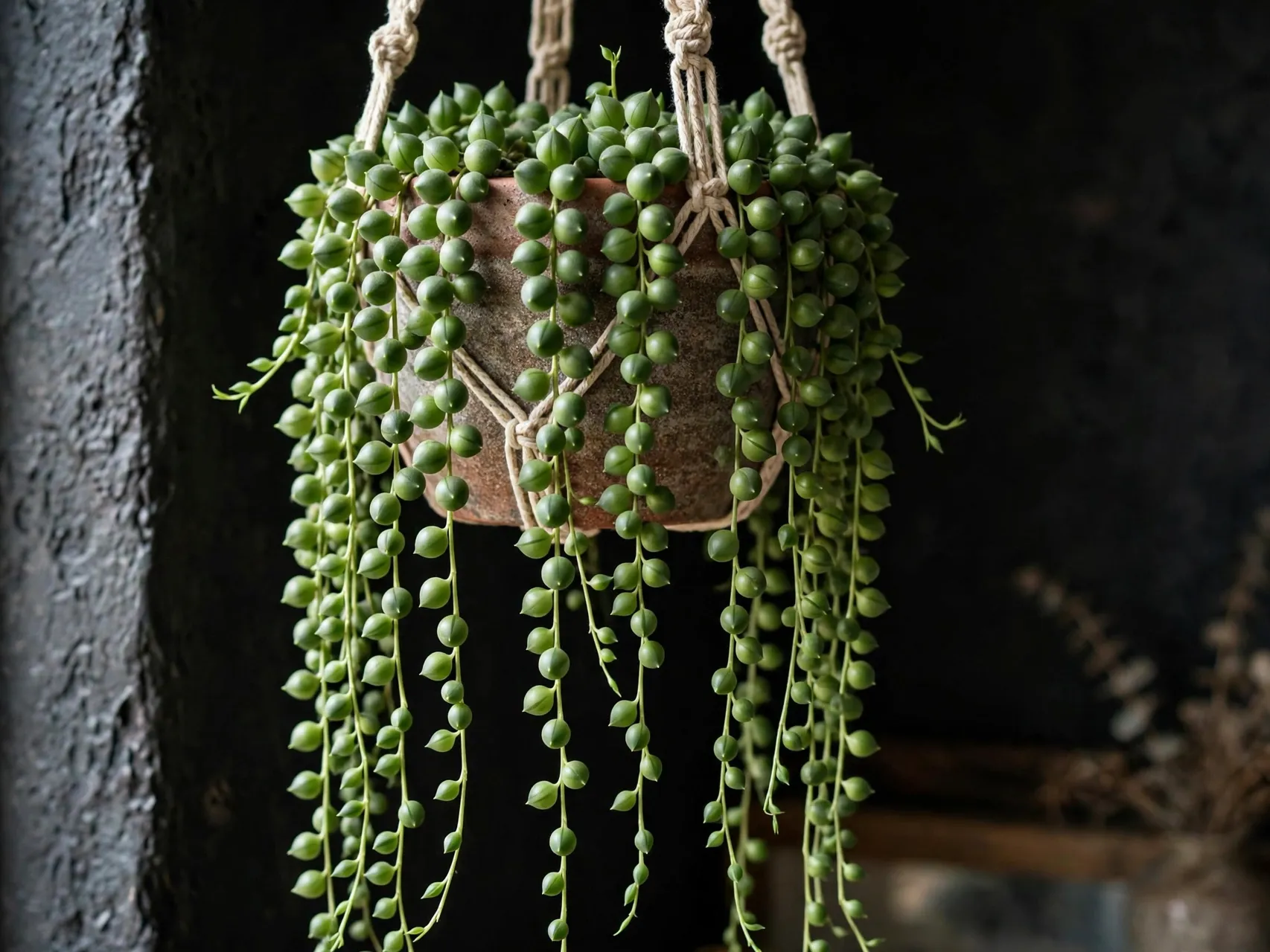 String of Pearls