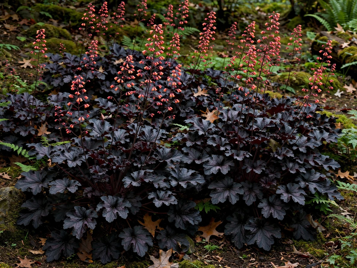 Black Coral Bells