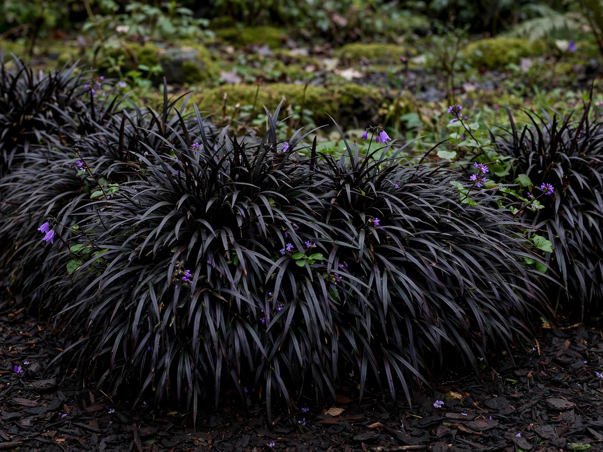 Black Mondo Grass