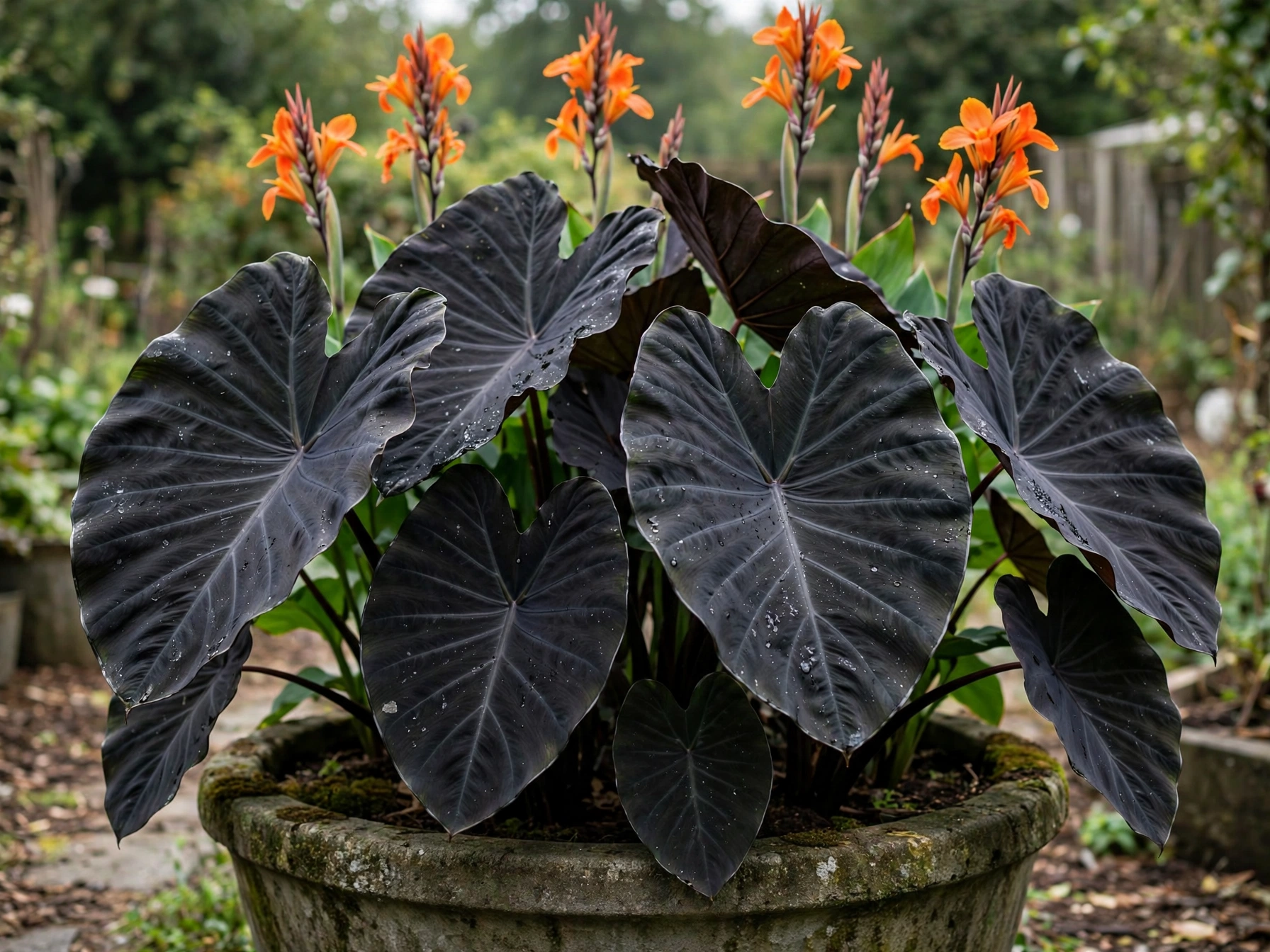Halloween Porch Decor: 10 Orange & Black Plant Combos Orange Canna and Black Elephant Ear