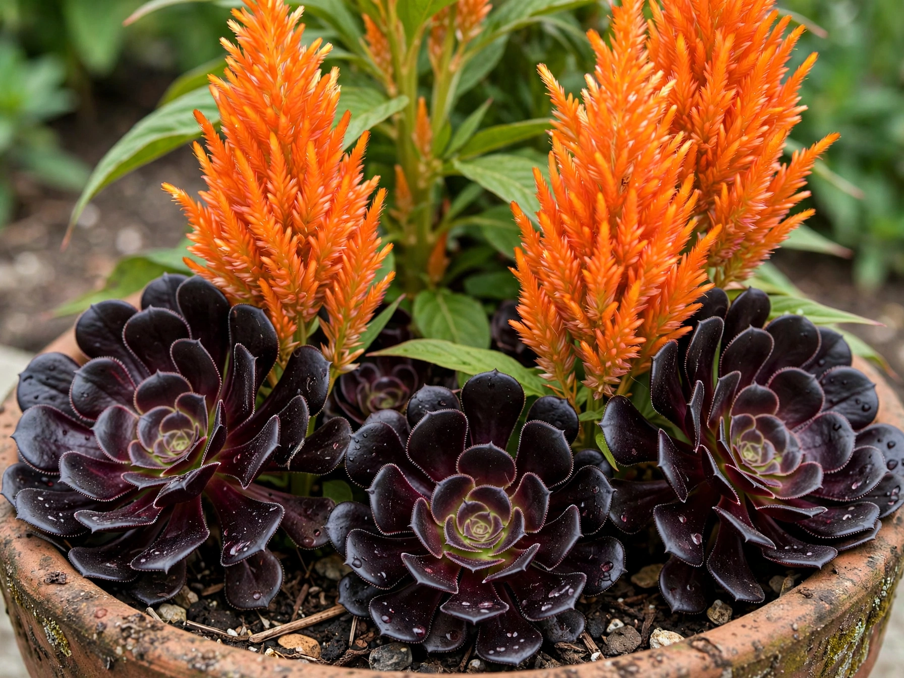 Halloween Porch Decor: 10 Orange & Black Plant Combos Orange Celosia and Black Aeonium