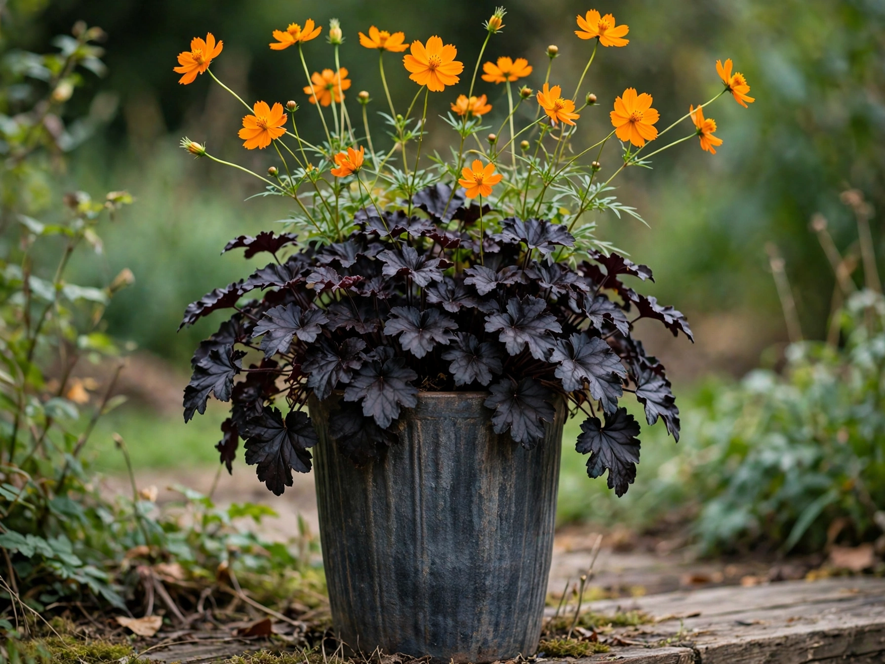 Halloween Porch Decor: 10 Orange & Black Plant Combos Orange Cosmos and Black Coral Bells