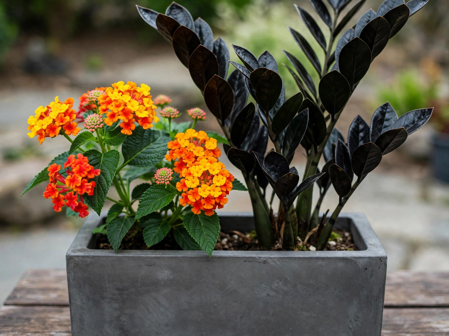 Halloween Porch Decor: 10 Orange & Black Plant Combos Orange Lantana and Raven ZZ
