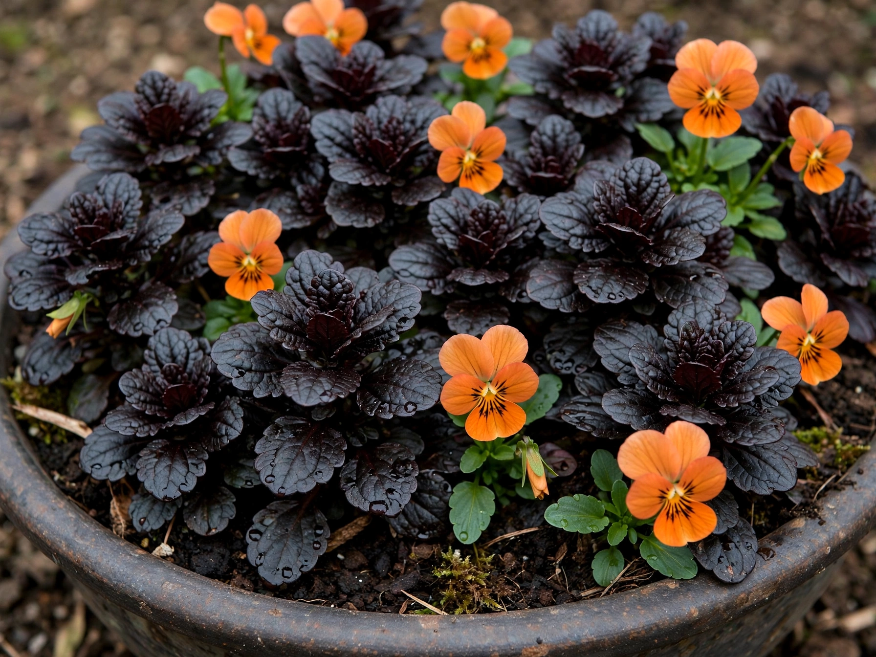 Halloween Porch Decor: 10 Orange & Black Plant Combos Orange Violas and Black Ajuga