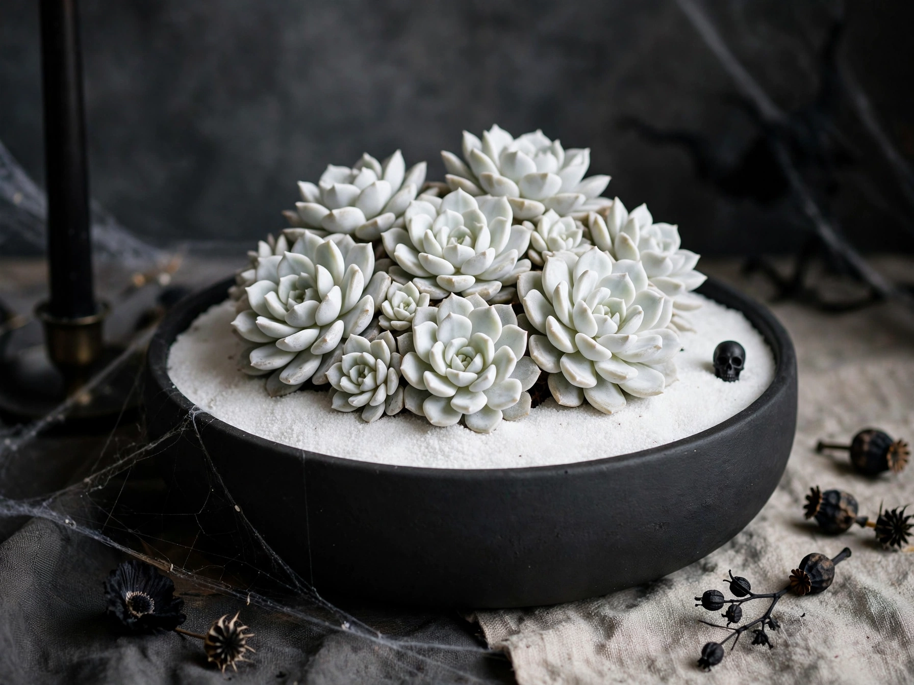 Ghost-White Echeveria Cluster