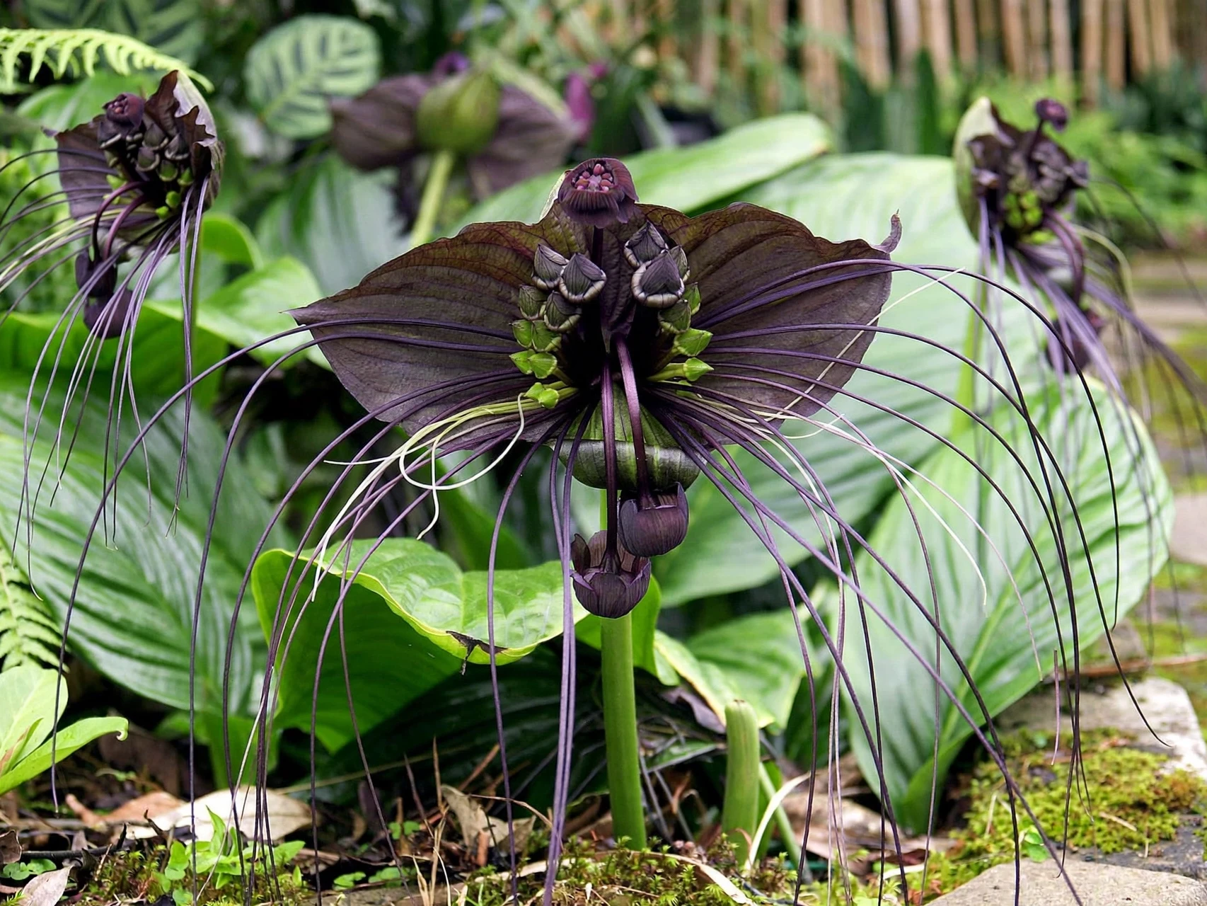 Bat Flower