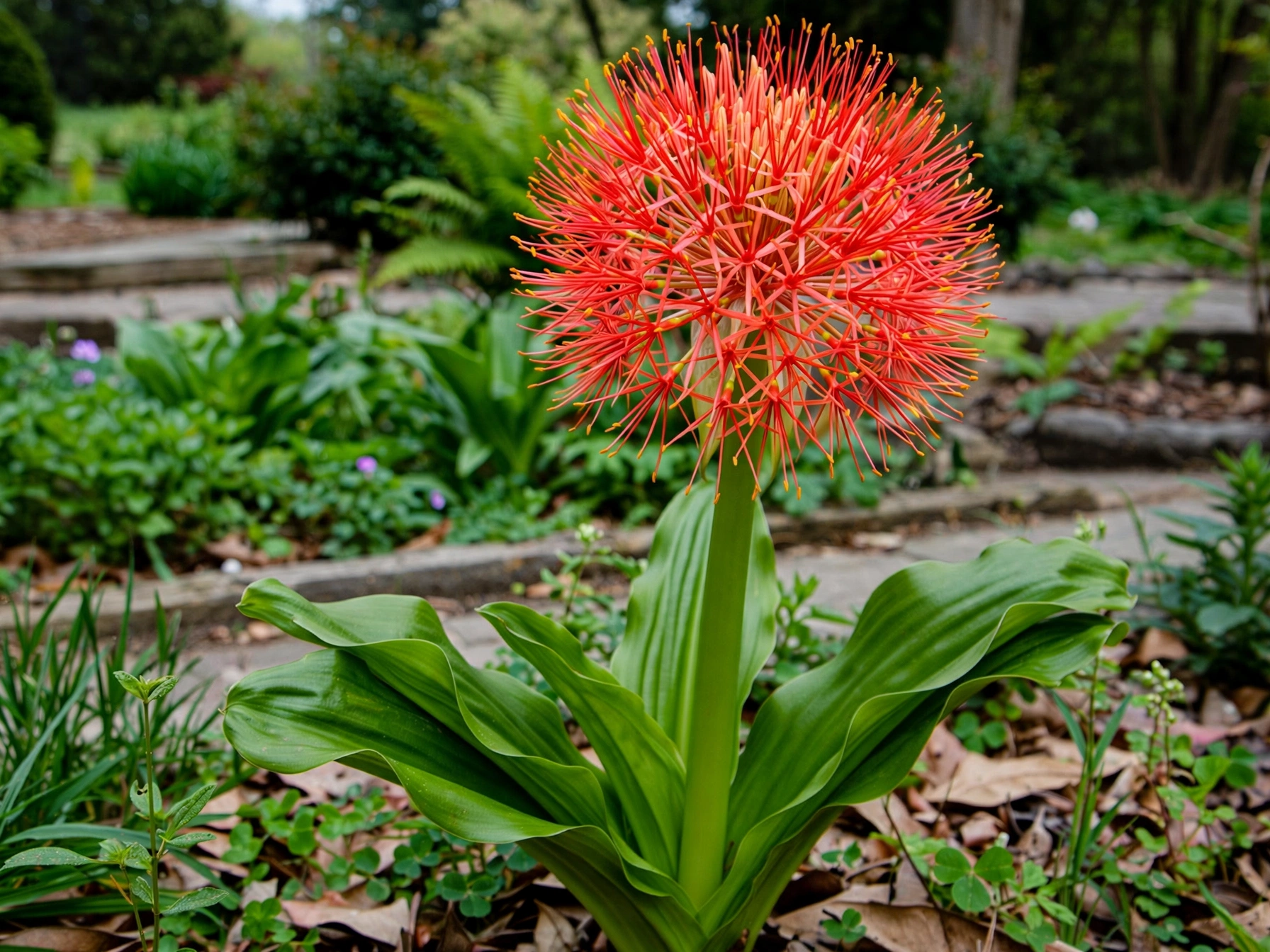 Blood Lily