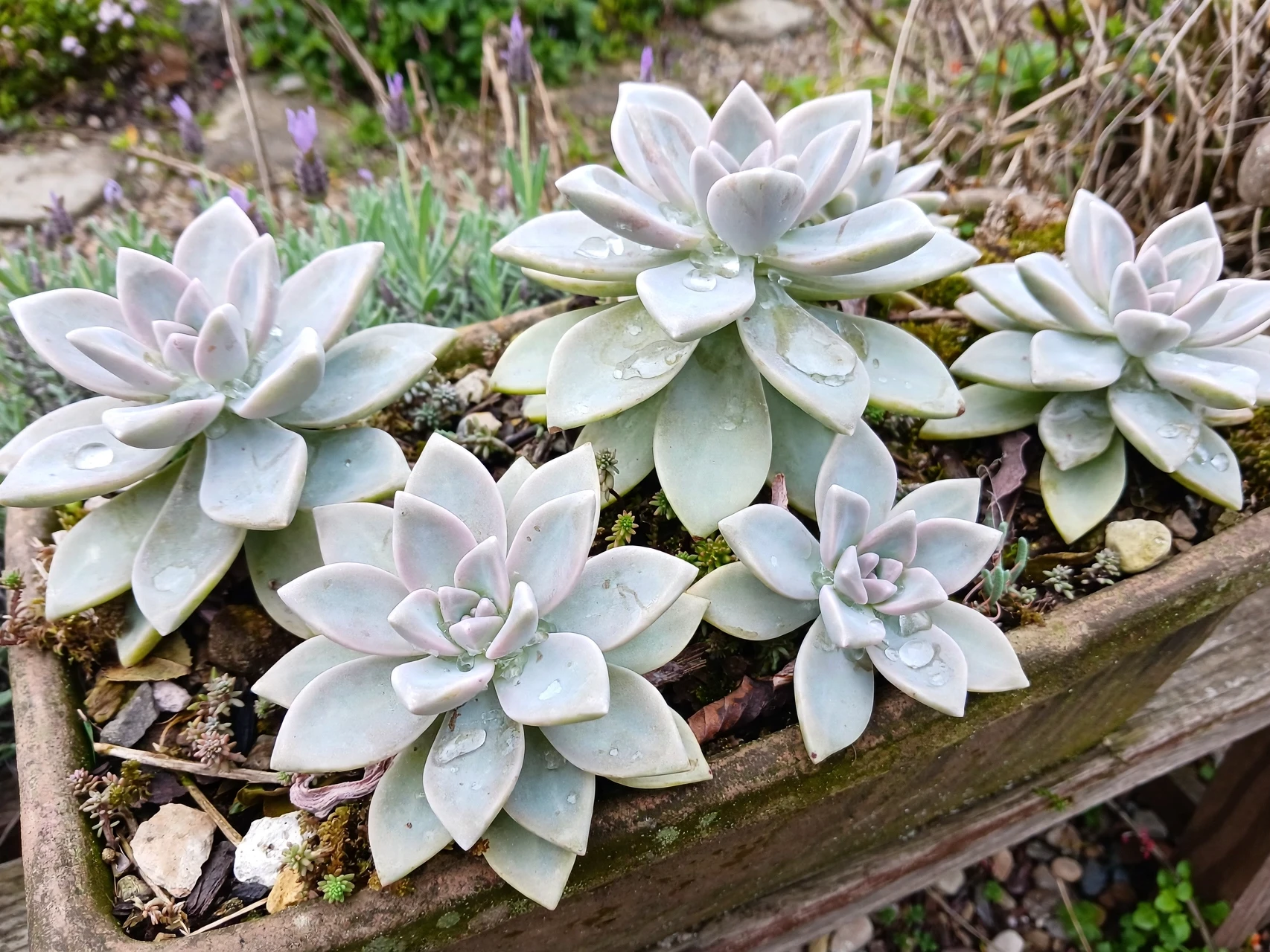 Ghost Plant