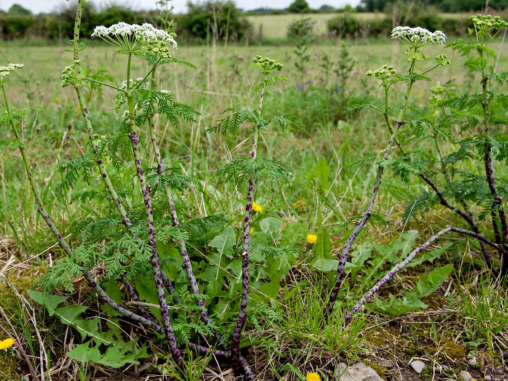 Deadly Beautiful: Poisonous Plants of Halloween Poison Hemlock