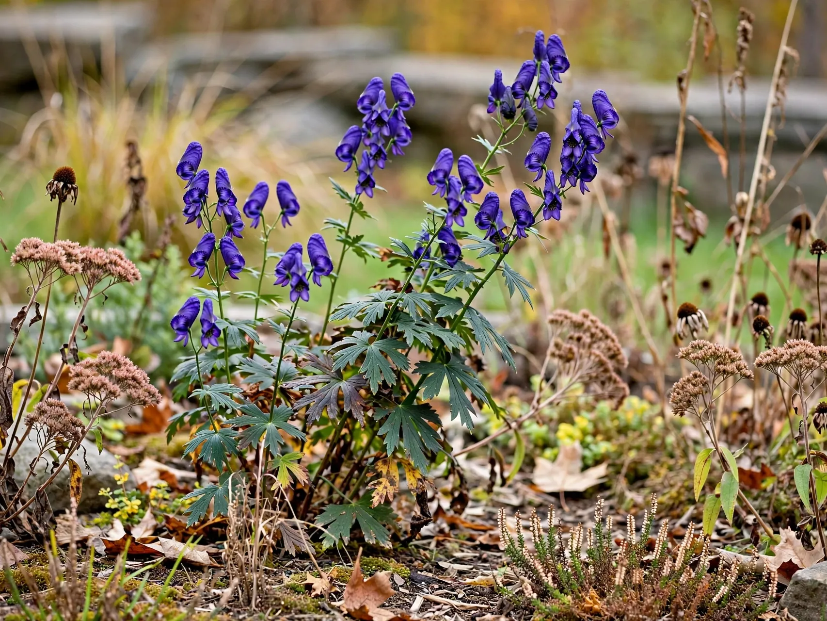 Deadly Beautiful: Poisonous Plants of Halloween Monkshood
