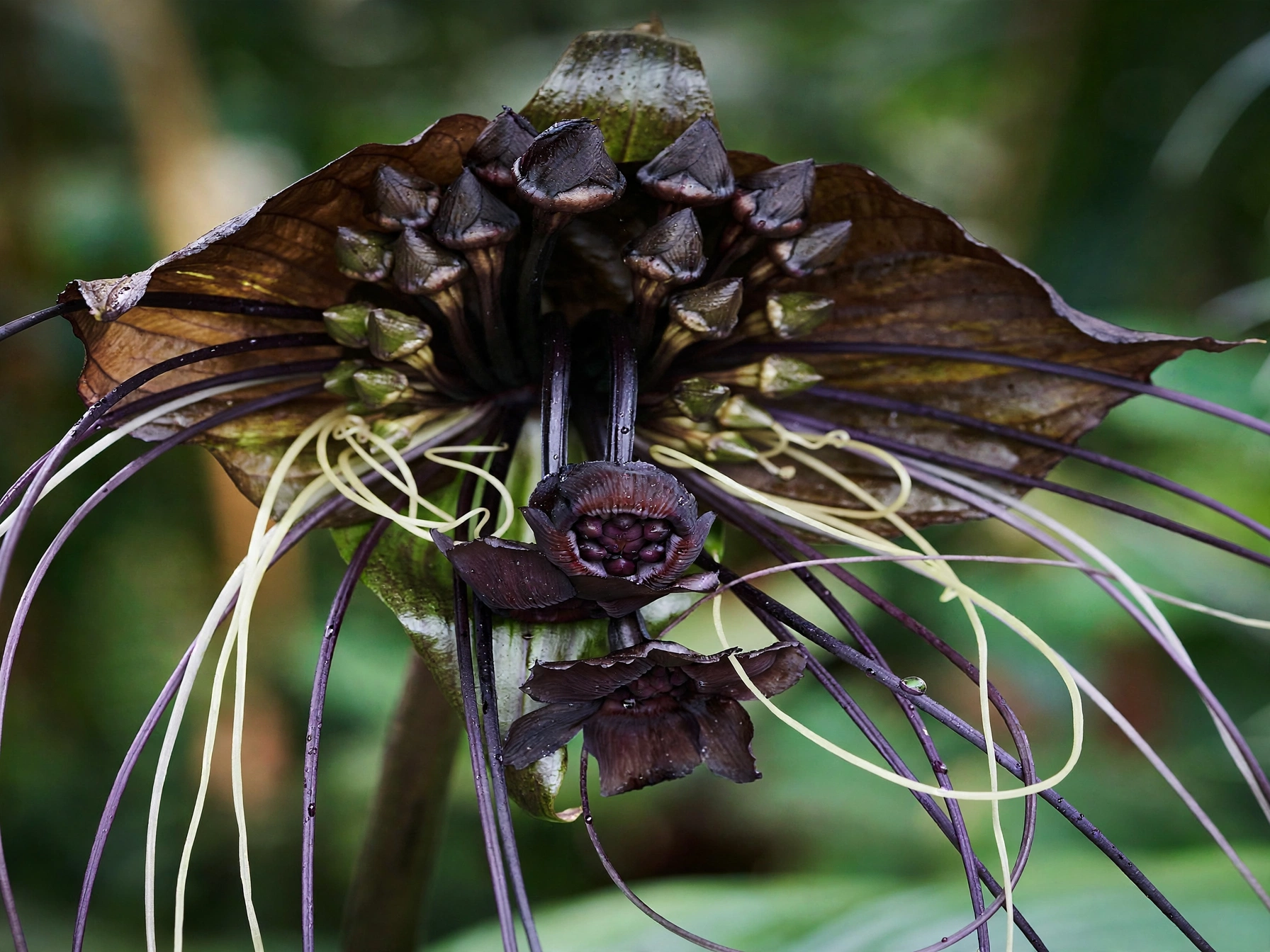15 Spooky Plants for Halloween: Eerie Picks for Your Garden Bat Flower