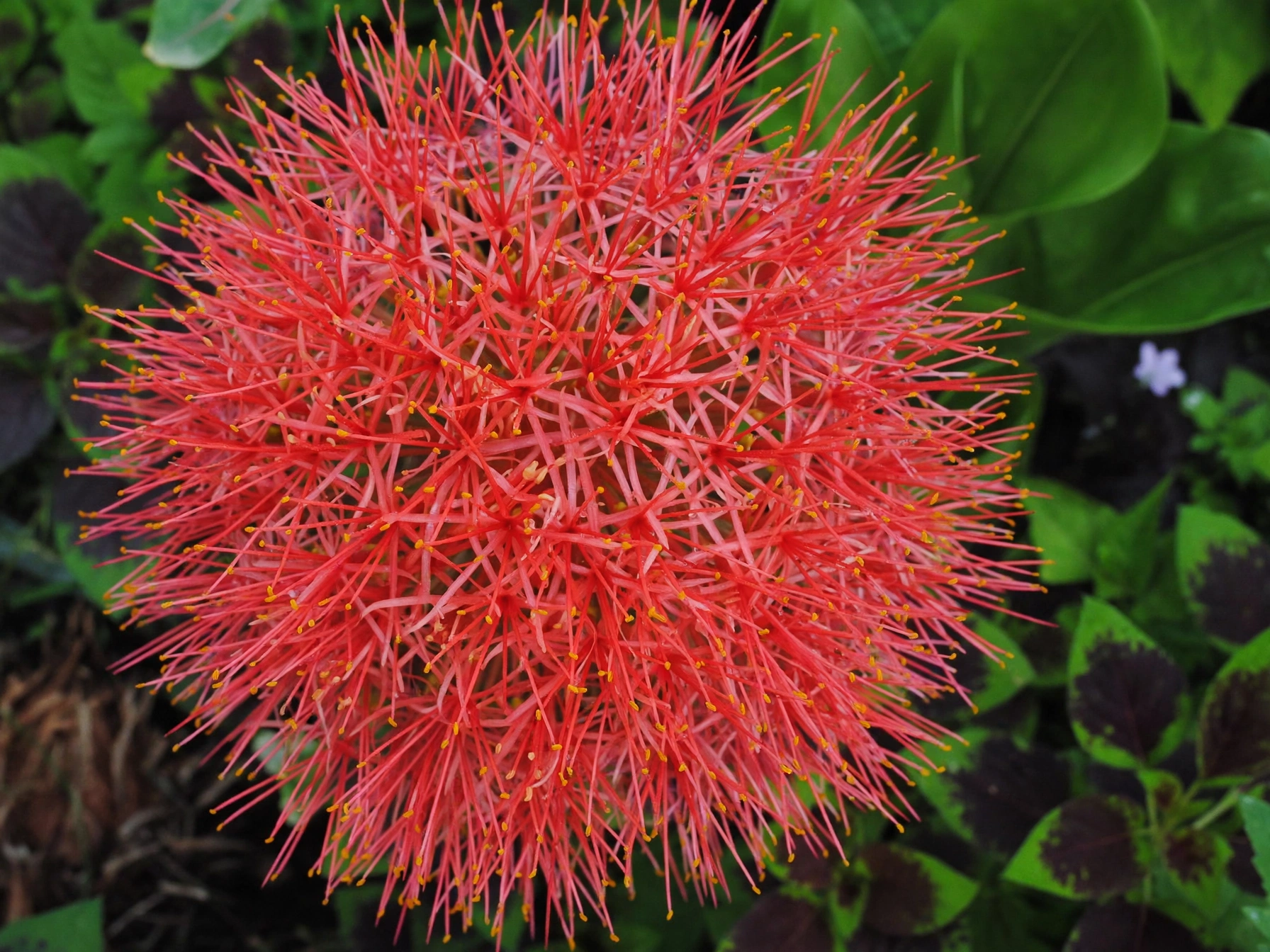 15 Spooky Plants for Halloween: Eerie Picks for Your Garden Blood Lily