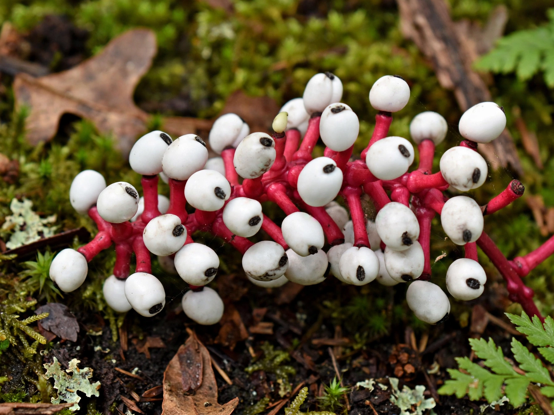 15 Spooky Plants for Halloween: Eerie Picks for Your Garden Doll’s Eyes