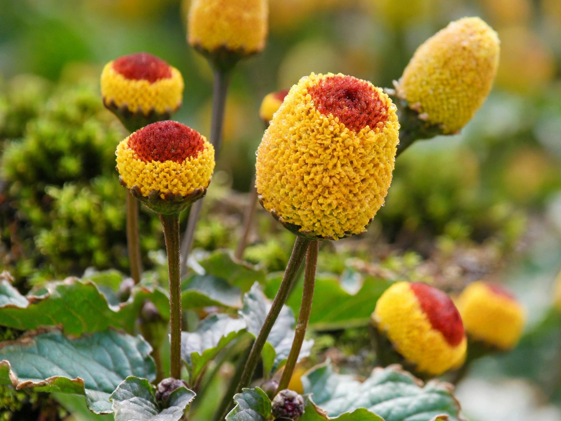 15 Spooky Plants for Halloween: Eerie Picks for Your Garden Eyeball Plant