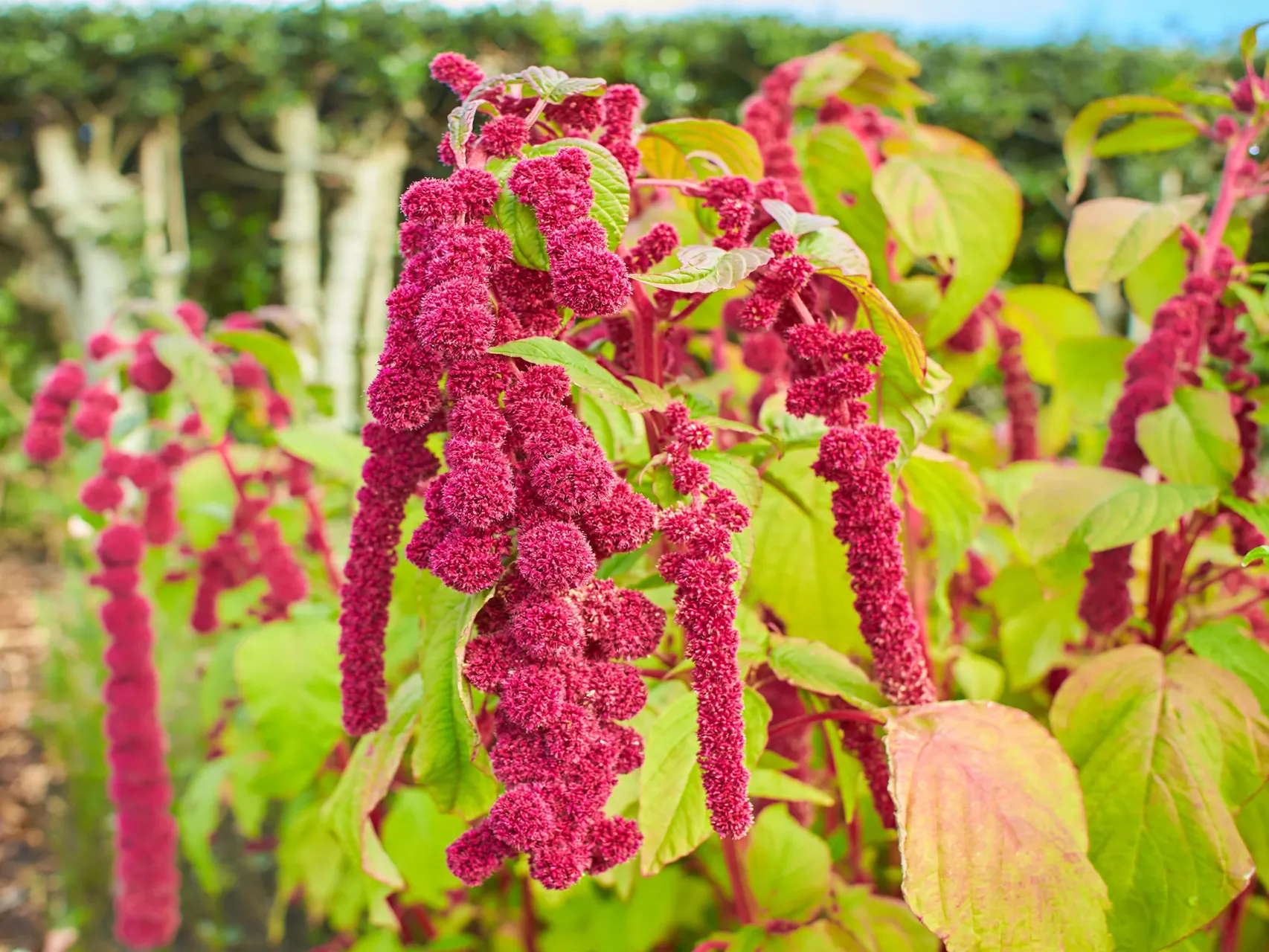 15 Spooky Plants for Halloween: Eerie Picks for Your Garden Love Lies Bleeding