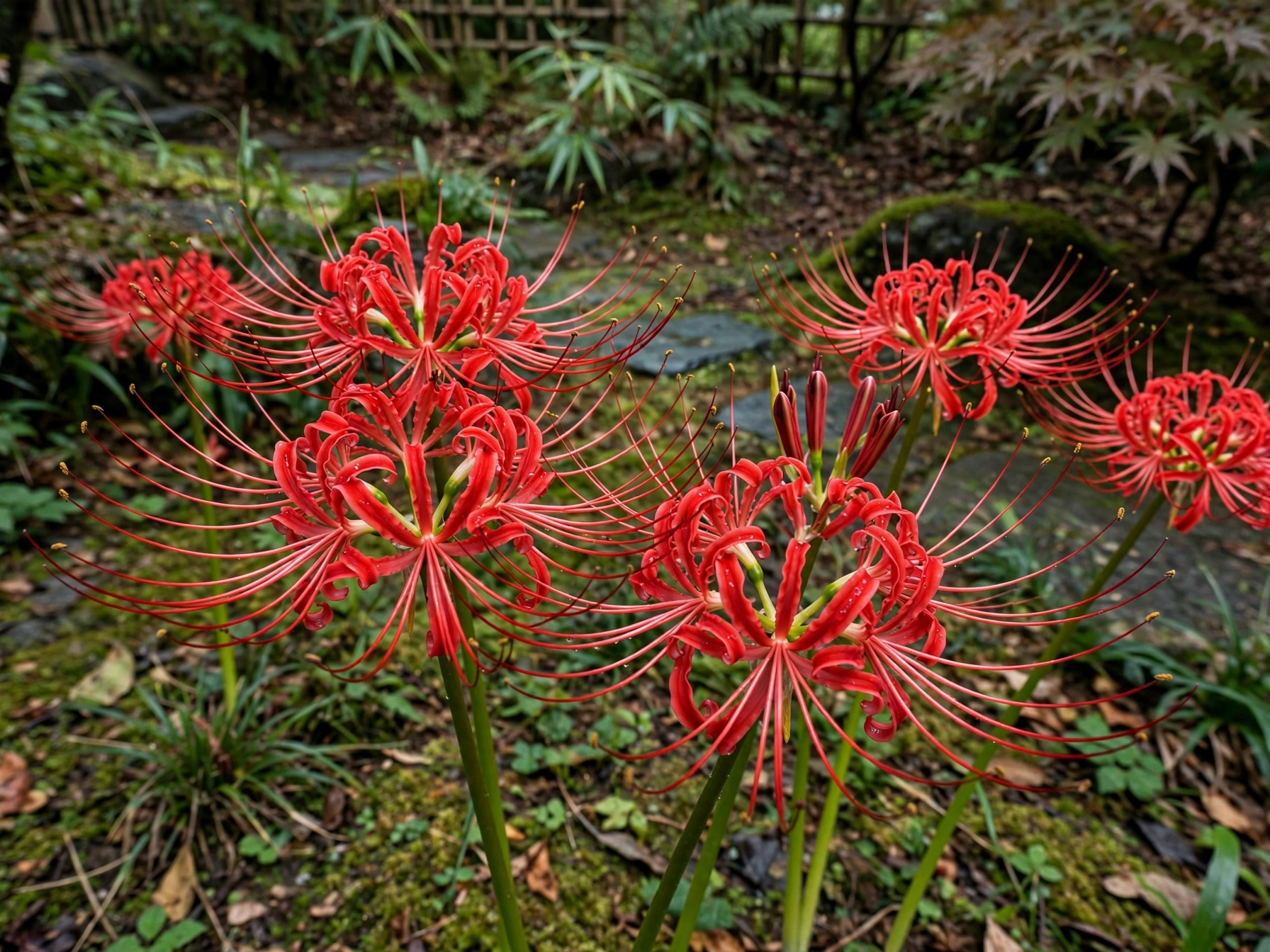 15 Spooky Plants for Halloween: Eerie Picks for Your Garden Red Spider Lily