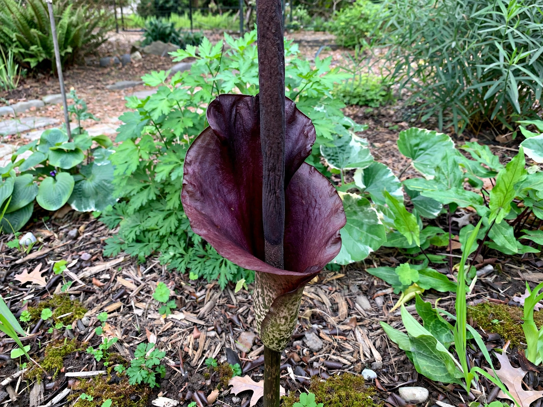 15 Spooky Plants for Halloween: Eerie Picks for Your Garden Voodoo Lily